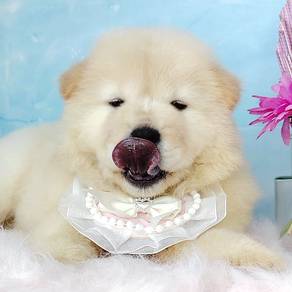 Chow Chow