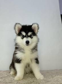 Alaska husky 