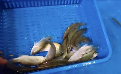 Siakap Freshwater