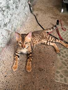 Bengal, Anak bengal, bengal cat, bengal kitten