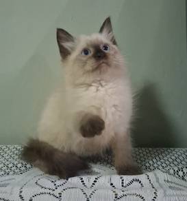 Seal point Ragdoll kitten