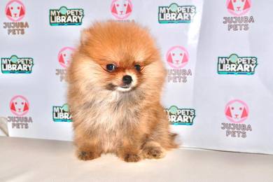 x32 Playful Pomeranian Puppy