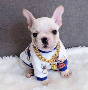 FRENCH BULLDOG PUPPIES VIP266🌻Cute & Healthy Boy
