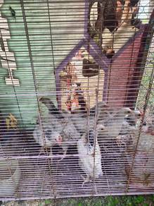 Ayam penelur 3fungsi