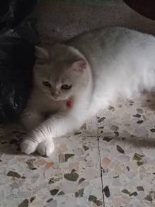 kucing dewasa female