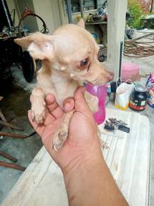 Mini pinscher