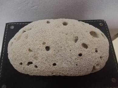 Coral