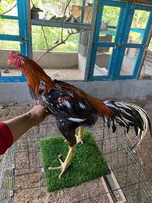ayam ratu thk