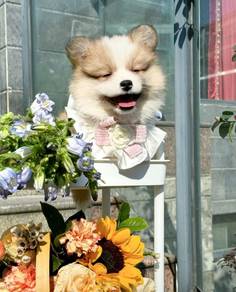 Corgi
