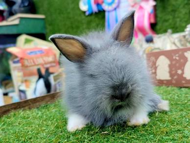 Arnab Teddy Bear Rabbit jr