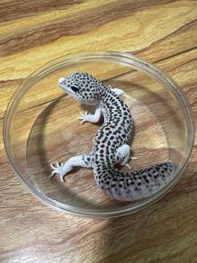 Leopard Gecko
