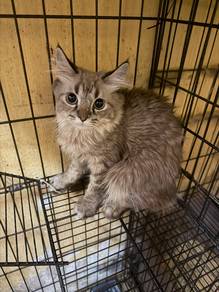 Maincoone Mix Persian