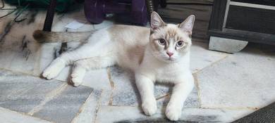 Anak Kucing BSH Mix Siamese (Mata Biru)