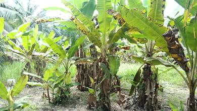 Others Land in Hutan Melintang, PRK