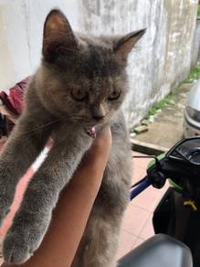 Bsh Female