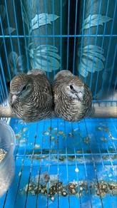 Breed suara kampung