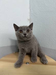 kucing bsh female