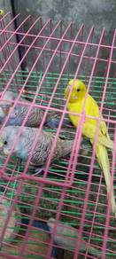 burung baji cantik