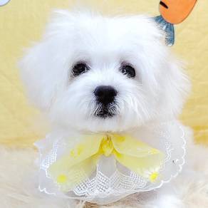 Maltipoo