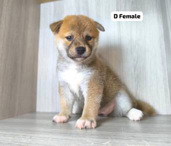 Pure Breed Shiba Inu (M1) 纯种标体柴犬 M1