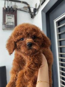 Toy poodle puppies
