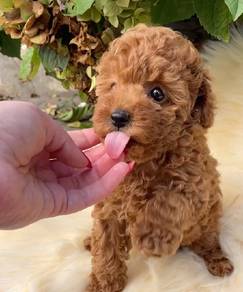 mini poodle 