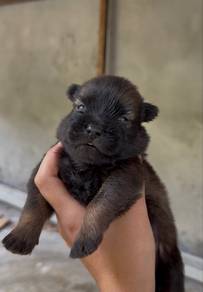 shipoo mix