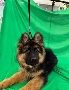German Shepherd