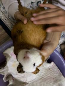gunieapig