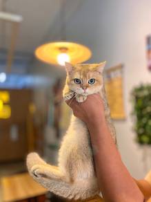 bsh British shorthair golden ny11 male kitten cat