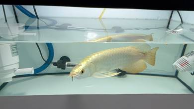 Arowana golden head crossback 9 inch