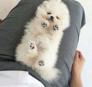 F348 Wigglebutt Pomeranan Cute Baby Face Puppy Bab