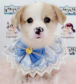 Corgi