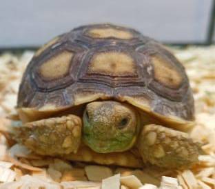 Sulcata Tortoise