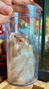 Poly Hamster 