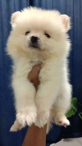 Pomeranian 