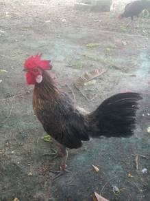 Ayam hutan