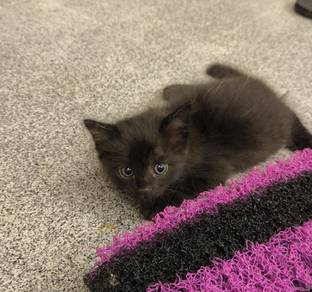Black kitten black ragamuffin 
