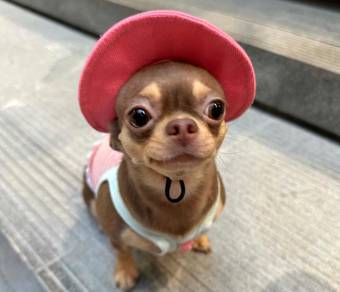 Chihuahua