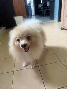 pomerian