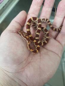 corn snake