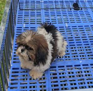 Shih tzu Puppy