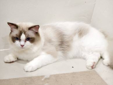 Pure Ragdoll with certificate