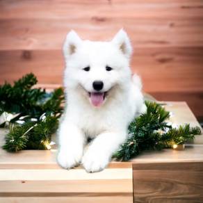 Samoyed puppy male