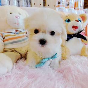 Maltese