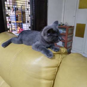 british shorthair mix cat