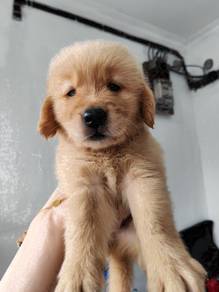 Golden retriever with mka