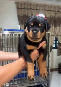 Rottweiler