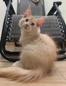 cream mainecoon