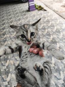 Anak kucing free